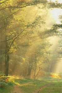 迟梦携君赴余生沈念安苏凛月前文+后续