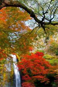 父母让我把未婚夫让给姐姐后，悔疯了精选